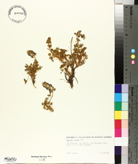 Lupinus breweri image