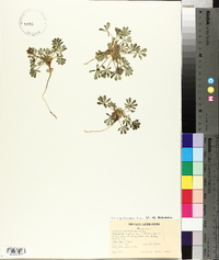 Lupinus brevicaulis image