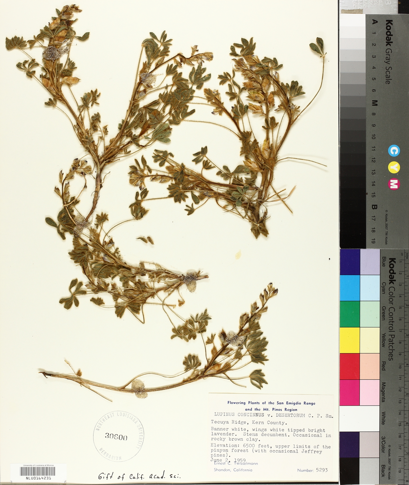 Lupinus pallidus image