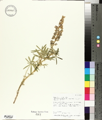 Lupinus caudatus image