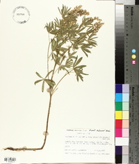 Lupinus caudatus image