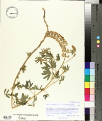 Lupinus caudatus subsp. argophyllus image