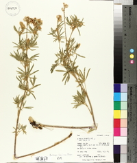 Lupinus caudatus var. caudatus image