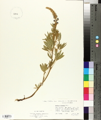 Lupinus caudatus image