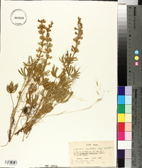 Lupinus caudatus subsp. caudatus image