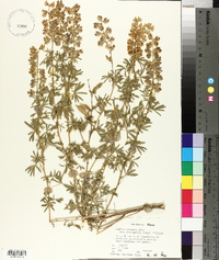 Lupinus caudatus image