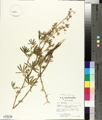 Lupinus caudatus image