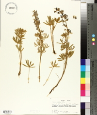 Lupinus caudatus image