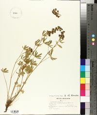 Lupinus caudatus image
