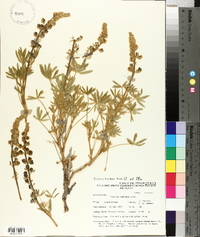 Lupinus caudatus image