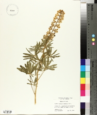 Lupinus caudatus image