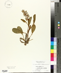 Lupinus diffusus image