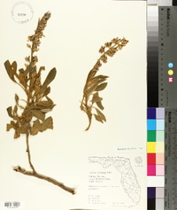 Lupinus diffusus image