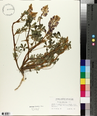 Lupinus stiversii image