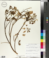 Lupinus stiversii image