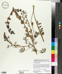 Lupinus sparsiflorus image