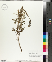 Lupinus sparsiflorus image