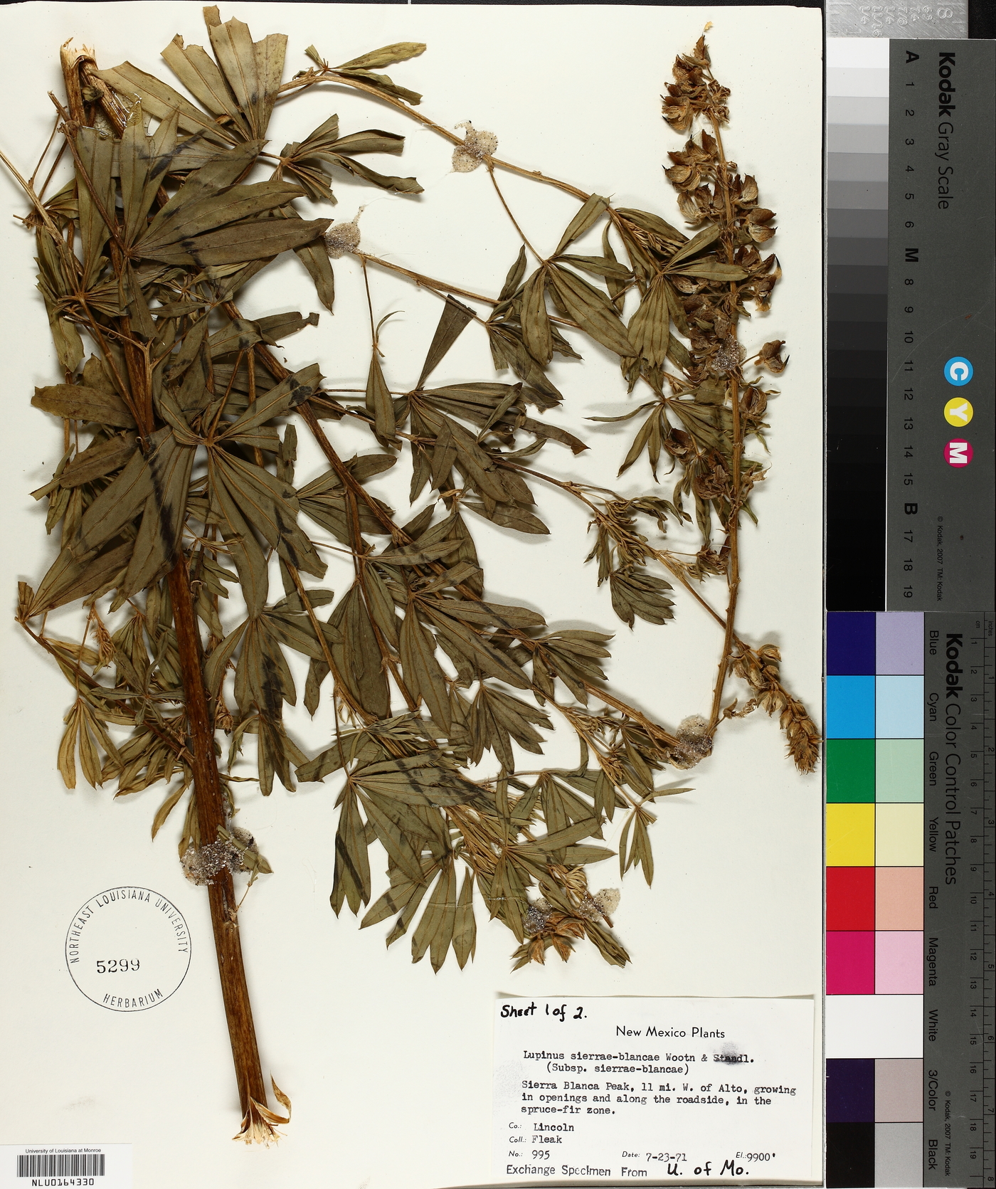 Lupinus sierrae-blancae subsp. sierrae-blancae image