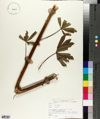 Lupinus sierrae-blancae subsp. sierrae-blancae image