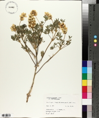Lupinus sulphureus image