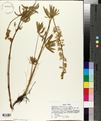 Lupinus sulphureus image