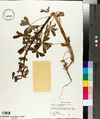 Lupinus succulentus image