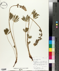Lupinus wyethii subsp. wyethii image