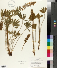 Lupinus wyethii subsp. wyethii image