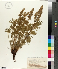 Lupinus wyethii image