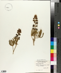 Lupinus wyethii image