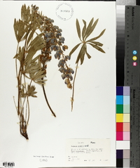 Lupinus wyethii image