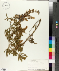 Lupinus wyethii image