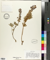 Lupinus wyethii image