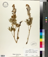 Lupinus wyethii image