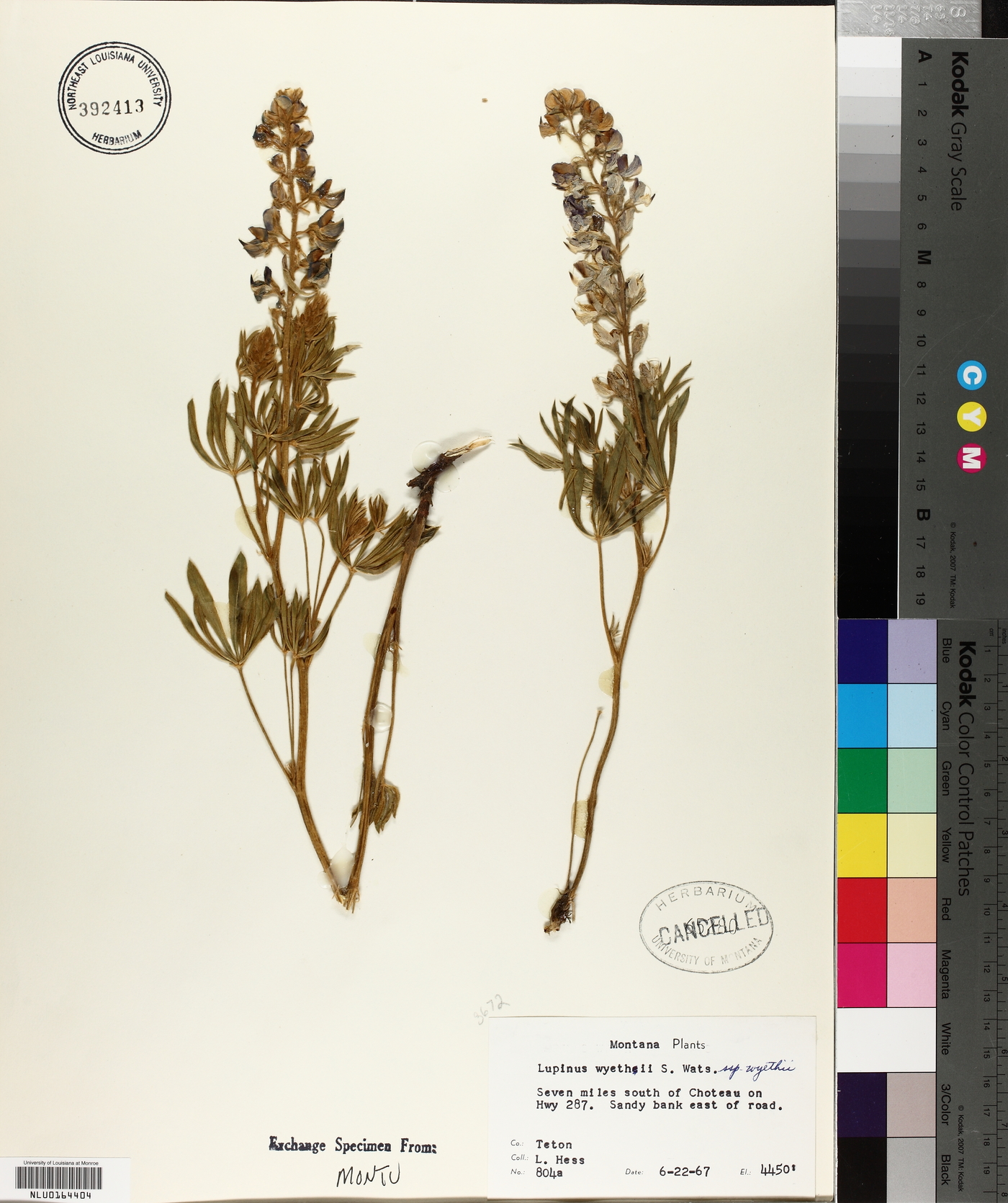 Lupinus wyethii subsp. wyethii image