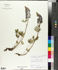 Lupinus wyethii image