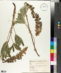 Lupinus wyethii image