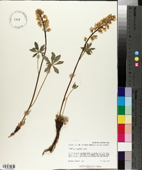 Lupinus wyethii image