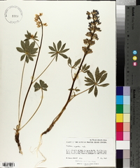 Lupinus wyethii image