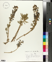 Lupinus wyethii image