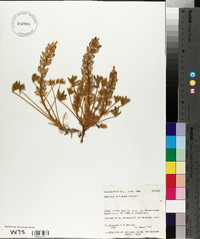 Lupinus volutans image