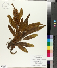 Lupinus villosus image