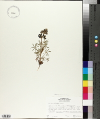 Lupinus vallicola image