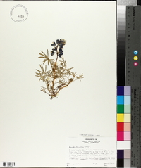 Lupinus vallicola image