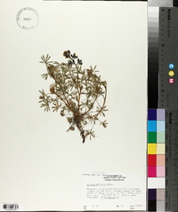 Lupinus vallicola image