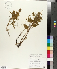 Lupinus wyethii image