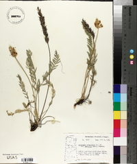 Oxytropis campestris image