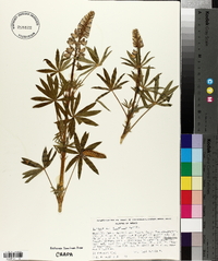 Lupinus stipulatus image