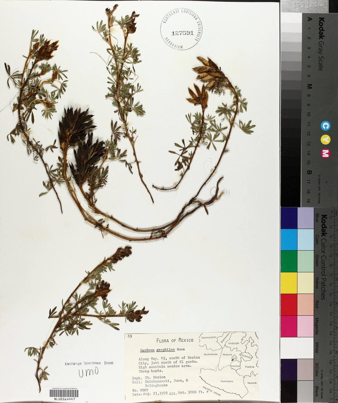 Lupinus geophilus image