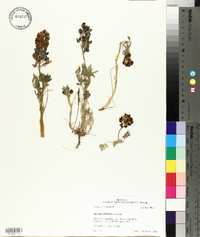 Lupinus diffusus image